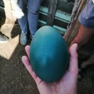 Жестокое яйцо