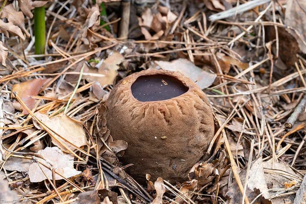 Саркосома шаровидная фото и описание. Саркосома шаровидная Sarcosoma globosum. Саркосома шаровидная гриб. Молодильные грибы Саркосома шаровидная. Гриб Саркосома красная.