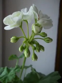 Пеларгония белая