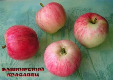Яблоня башкирская