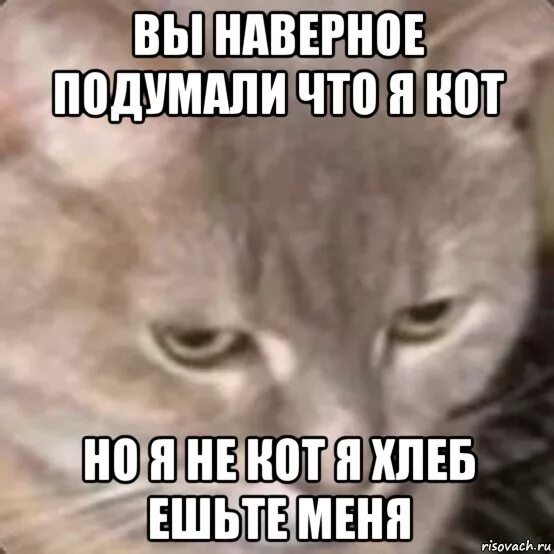 Наверно или наверное. Я не хлеб не ешь подумай. Я не хлеб я кот. Я кот не ешьте меня. Я хлеб Мем.