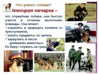 На что способна собака