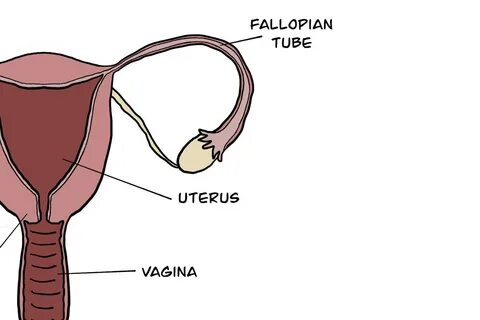 Reproductive system brainpop