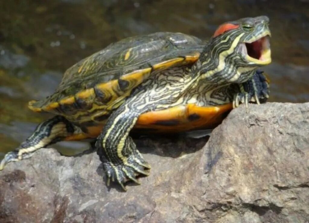 Красноухая черепаха хищная. Красноухая черепаха. Красноухая Пресноводная черепаха. Черепаха красноухая черепаха. Красноухая водоплавающая черепаха.