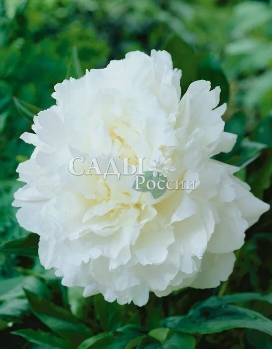 Пион Мамино Сердечко (Paeonia Mamino Serdechko) купить в Москве по низкой цене и