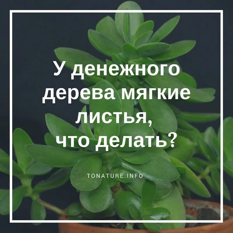 Как правильно ухаживать денежные. Лист толстянки. Удобрение для толстянки. Листья денежного дерева. Денежное дерево как ухаживать.