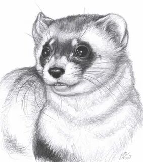 Рисунок хорька