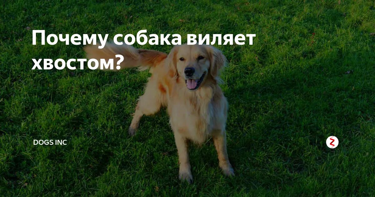 Собака виляет хвостом значит радуется. Хвост виляет собакой. почему собака виляет хвостом. что означает когда собака виляет хвостом. хвост виляет собакой книга.