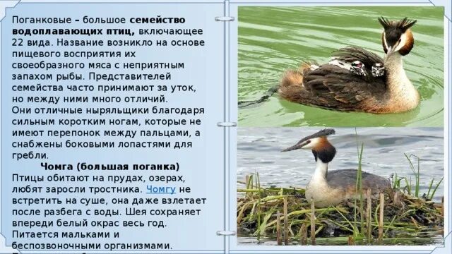 Особенности водоплавающих птиц. Семейство водоплавающих птиц. Семейство птиц Поганковые. Презентацию на тему водоплавающие птицы.