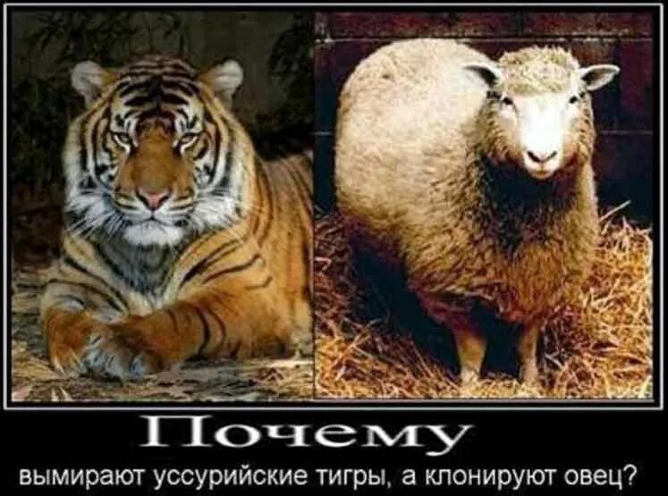 Овца тигр. Овца тигр. Львица и ягненок. Козёл тимур и тигр амур. Амур и тимур.