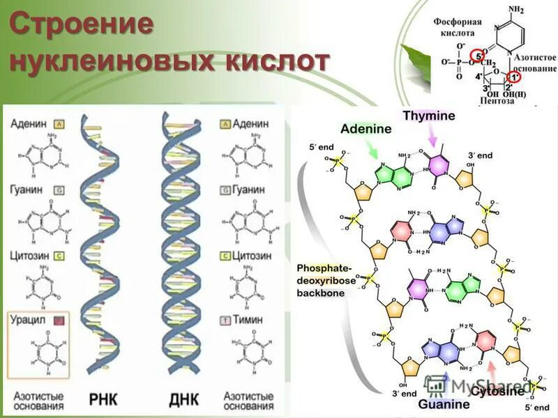 Нуклеиновые кислоты тест. Белки классификация нуклеиновых кислот. Строение нуклеиновых кислот биохимия. Основы молекулярной биотехнологии. Молекулярная селекция.