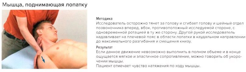 Лопатка поднята вверх. Лопатка поднята вверх