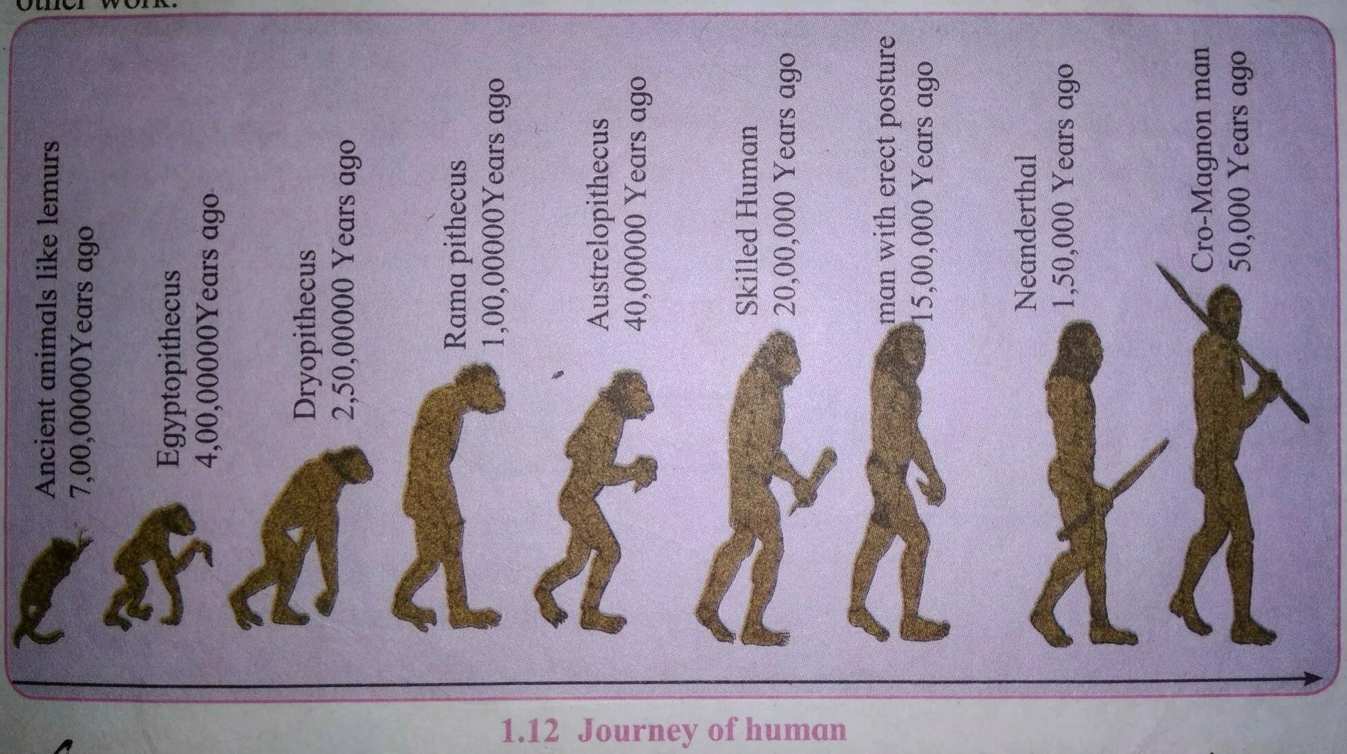 Содержание развития человека. Human evolution эволюция человека. развитие человека этапы эволюции. эволюция человека на латыни. эволюция человека с подписями.