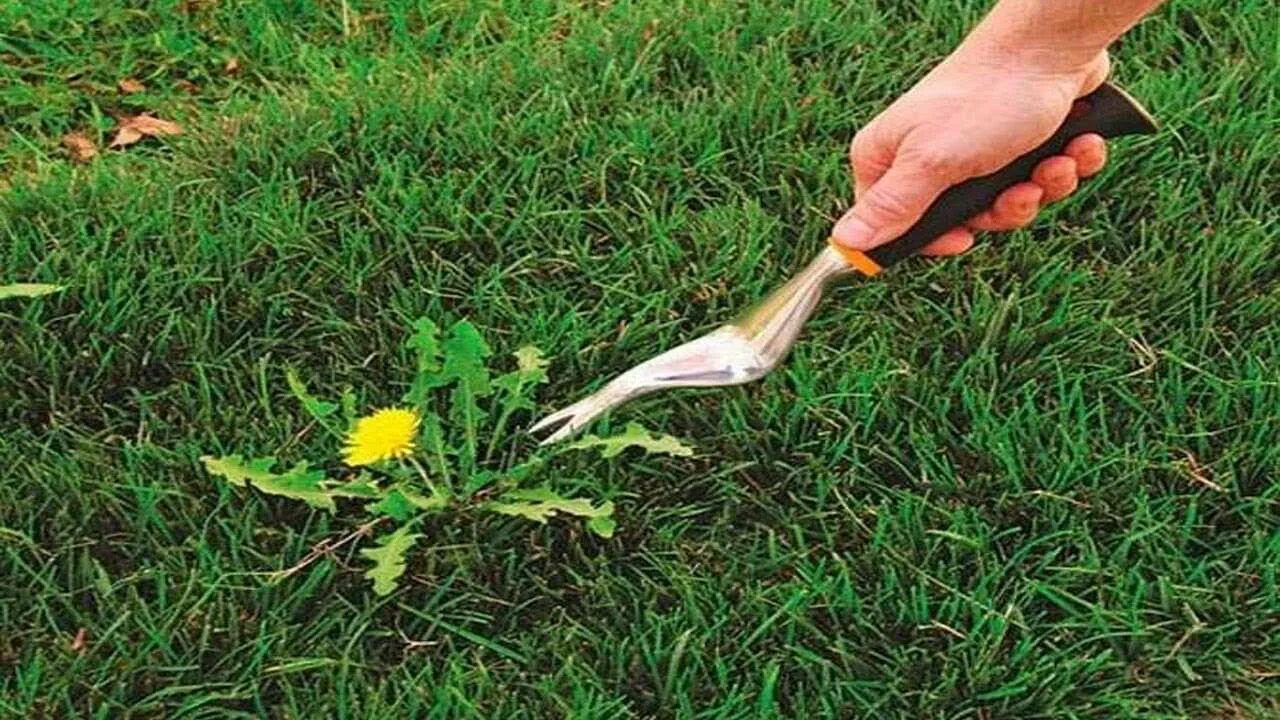 Почему трудно избавиться от одуванчиков в огороде
