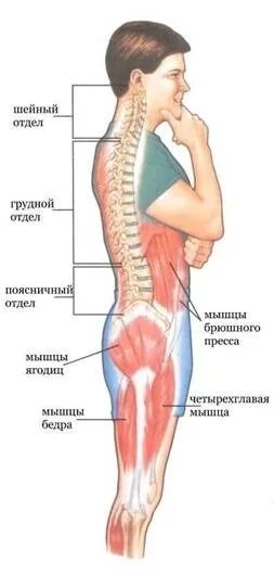 Поясница где расположена. Поясница у человека. Где находится пояснится у человека. Поясница где