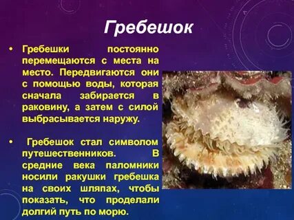 Гребешок рассказ