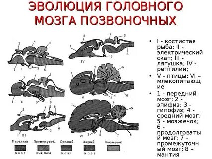 Головной мозг у простейших