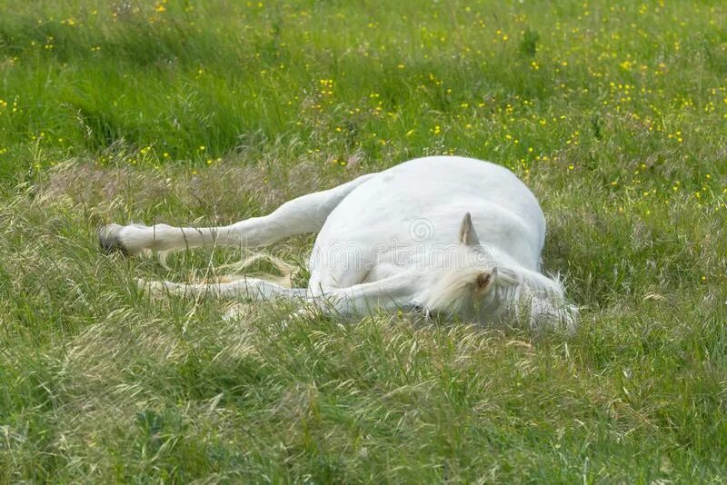 Белая лошадь лежит. Белая лошадь лежит на траве.