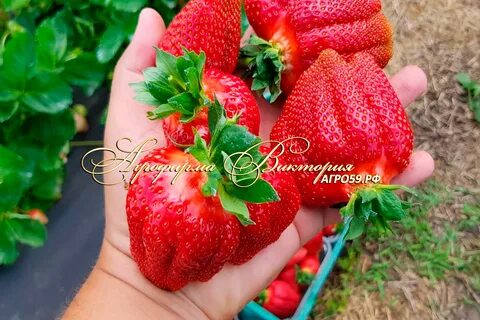 Кабрилло клубника описание отзывы