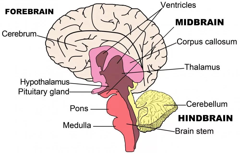 Мозг анатомия. Головной мозг на английском. Строение головного мозга на английском.