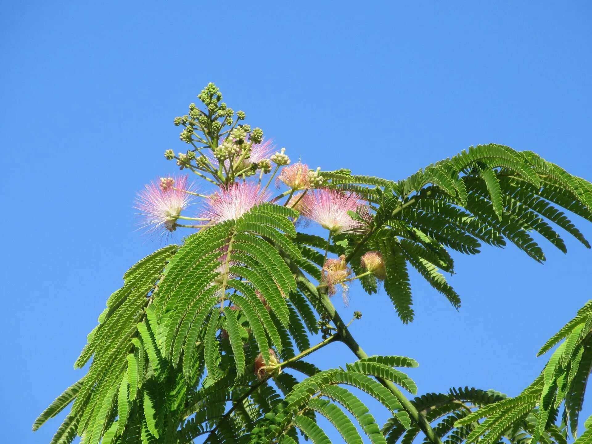 Plants of earth