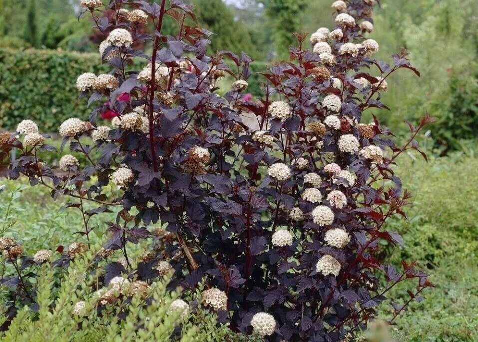 ninebark diablo - Google Search Plants, Trees to plant, Shrubs