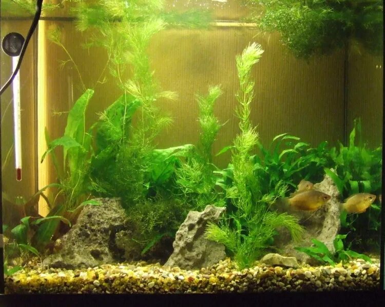 Определите какие организмы живут в аквариуме лабораторная. Аквариум 25 литров. Рыбки аквариум 25 литров. Домашний аквариум 25 литров. Дизайн аквариума 25л.