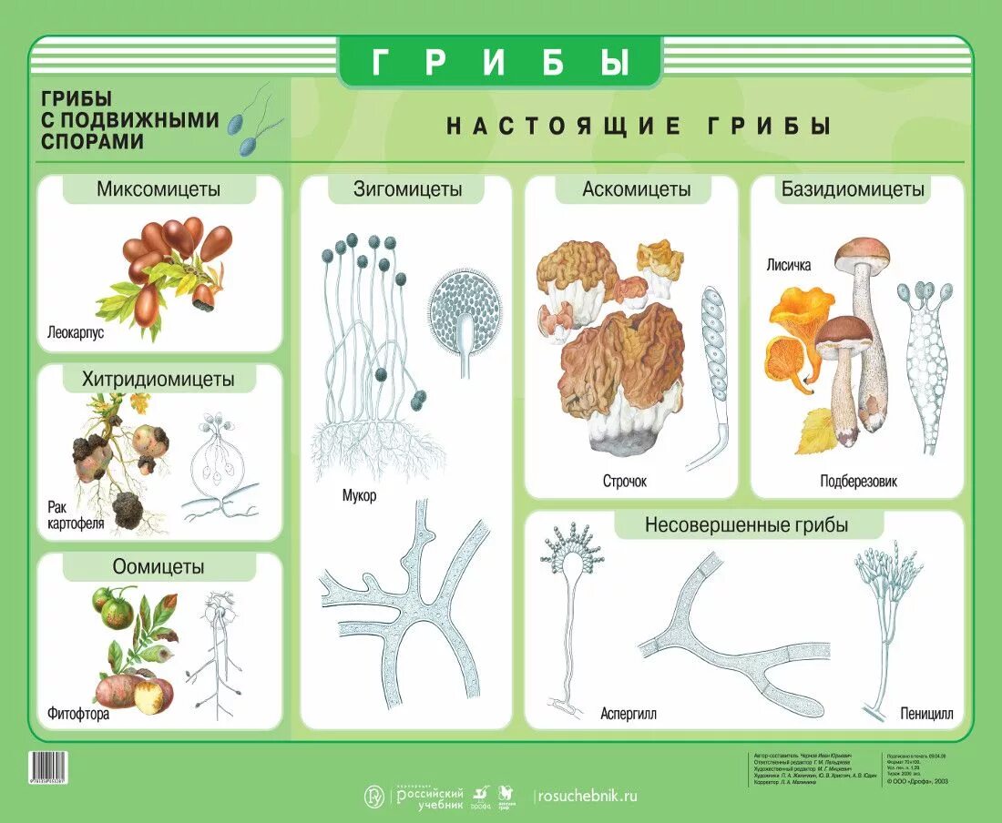 Биология царство грибы. Систематика грибы ЕГЭ биология. Классификация грибов базидиомицеты аскомицеты Зигомицеты. Наглядный материал по биологии. Грибы биология огэ