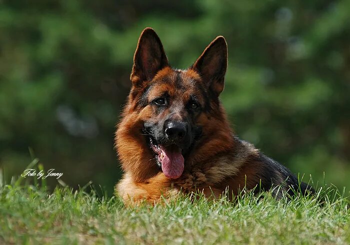 питомник собак немецкой овчарки. питомники немецкие овчарки москва и область. питомники немецкие овчарки москва и область. черная немецкая овчарка рабочего разведения. немецкая овчарка фрг.