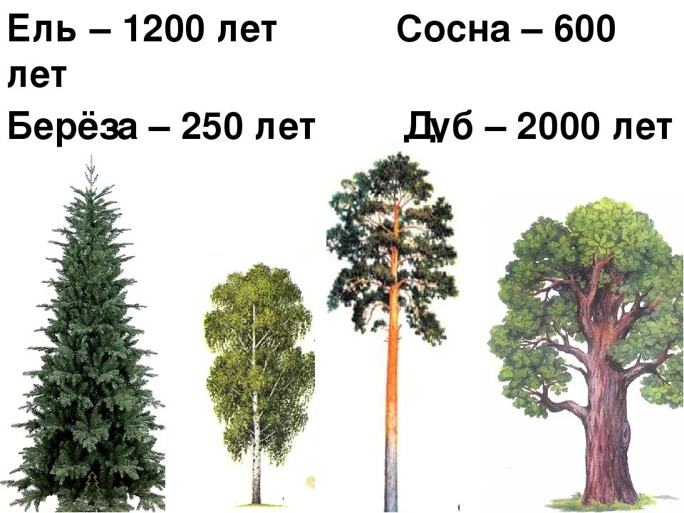 Сколько растет 1 дерево. Высота сосны обыкновенной. Рост сосны. Сосна высота дерева. Высота сосны по годам.