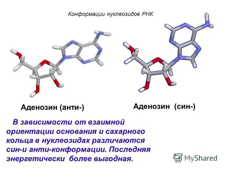 Рнк 5. Нуклеозиды рнк. нуклеозиды днк. аденозин и рнк. нуклеозид аденозина.