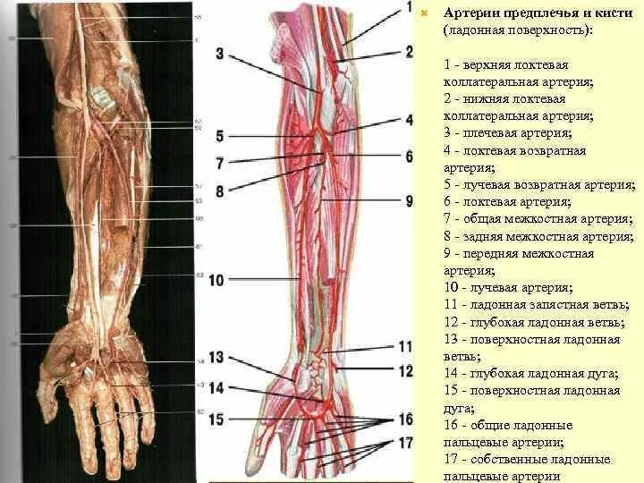 Правая лучевая артерия. Артерии ладонной поверхности предплечья и кисти. Поверхностная ладонная ветвь лучевой артерии. Межкостная артерия предплечья. Лучевая артерия анатомия ветви.