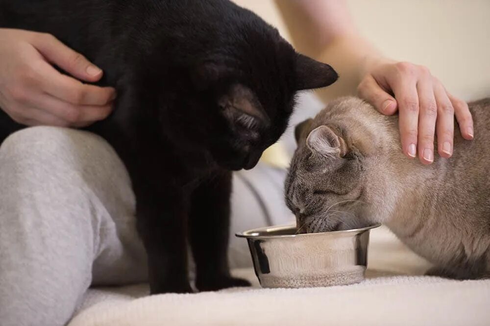 Женщина кормит кошек. Женщина кормит кота. Женщина кормит кошек дома. Человек кормит кота. Мужик кормит кота.