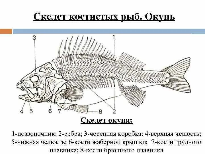 Скелет костистой рыбы окуня. Отделы скелета костных рыб. Скелет костистой рыбы Речной окунь биология 7 класс. Строение скелета окуня.
