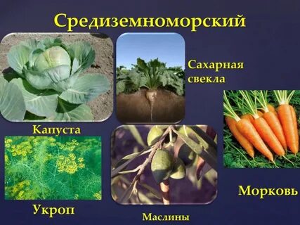 Селекция 10 класс биология