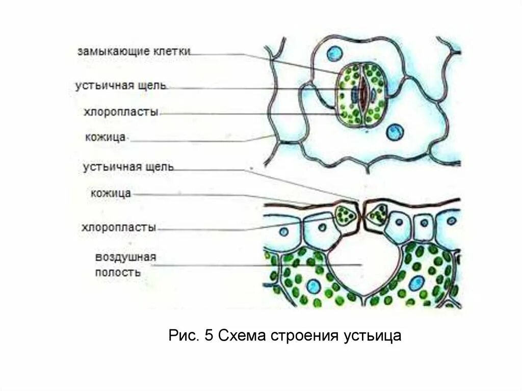 Схема строения устьица растений. Как выглядят замыкающие клетки устьиц. Схема строения устьица листа. Внутреннее строение листа устьица. Кожица листа традесканции