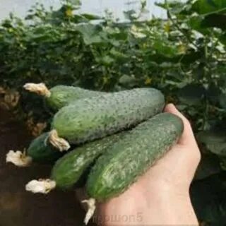 Огурец св 4097 f1 отзывы