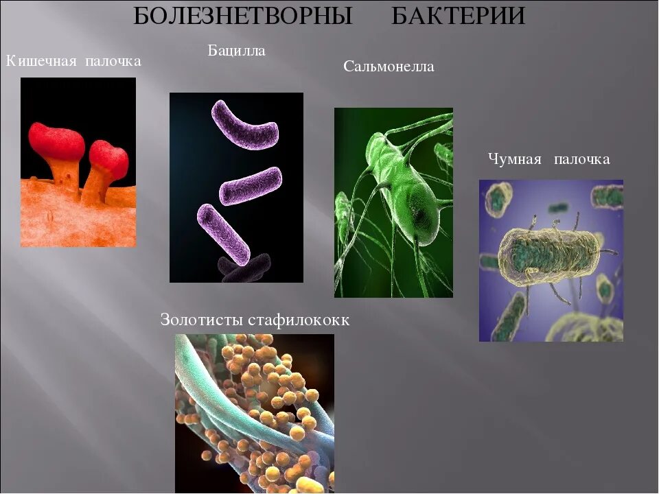 Болезнетворная бактерия 6. Болезнетворные бактерии. Болезнетворные бактерии патогенные. Болезнетворные бактерии названия. Болезнетворными бактериями являются.