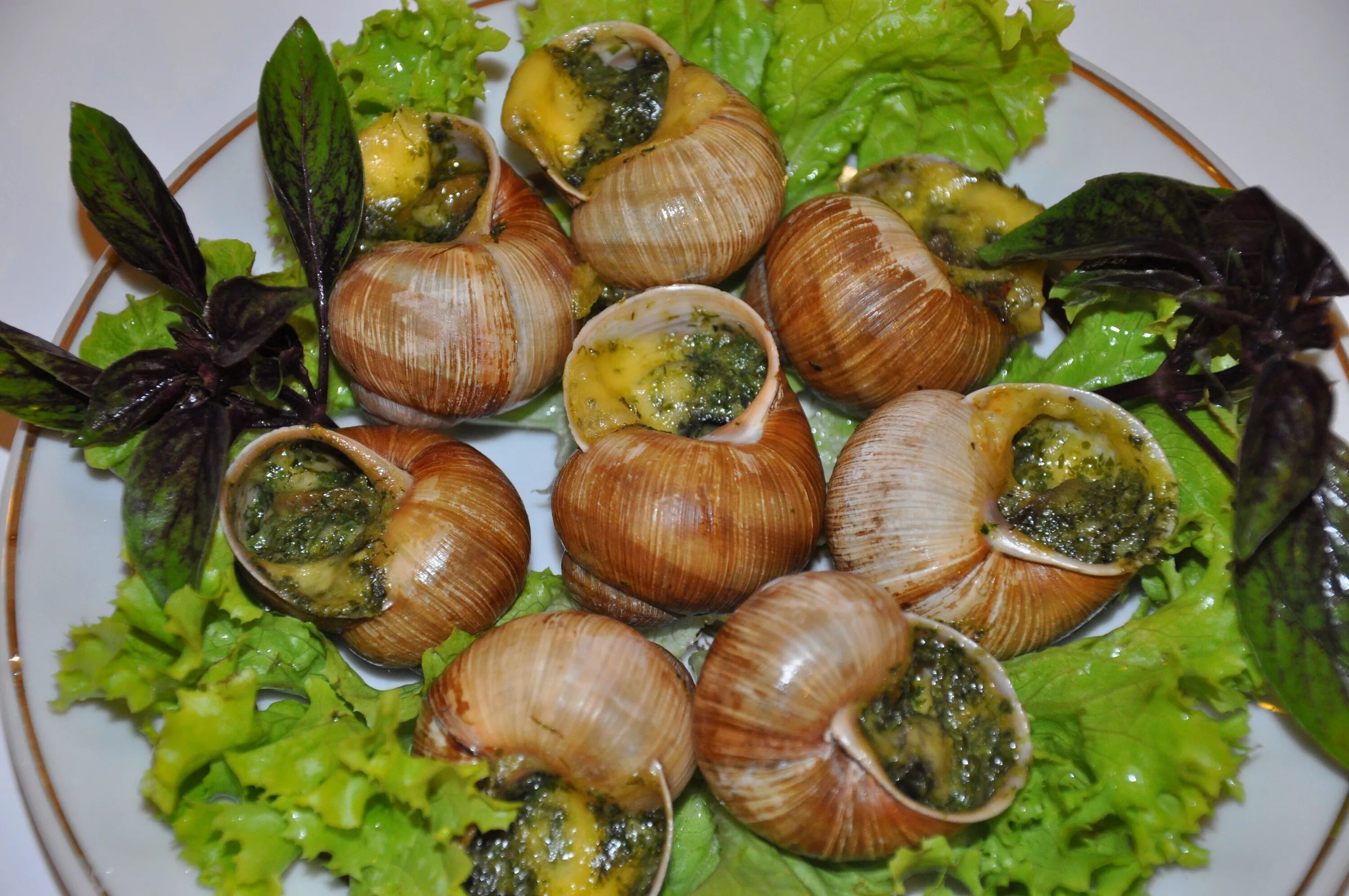 Helix pomatia Виноградная улитка. Улитка Виноградная escargots. Улитки по бургундски. Улитка Виноградная фаршированная по-бургундски. Улитки готовые