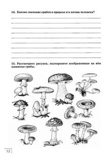 Грибы 5 класс рабочая тетрадь