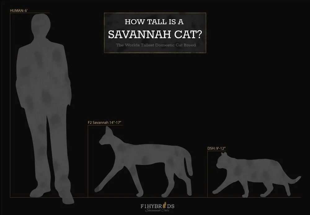 Средний размер кошки. Саванна размер. Саванна кошка Размеры. Кот Саванна Размеры. Сравнительные Размеры кошачьих.