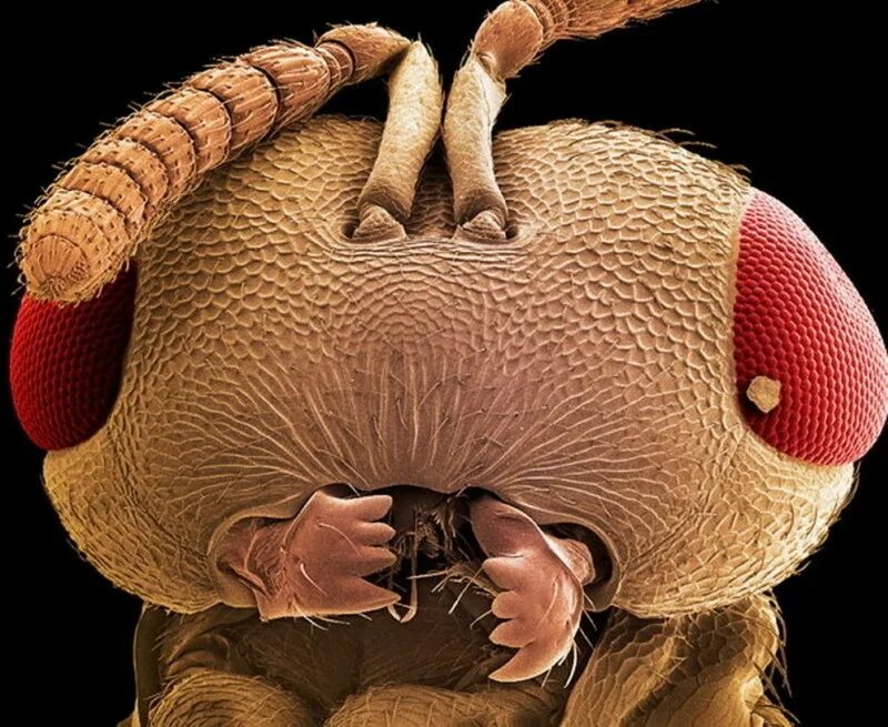 Бактерии на мухе. Мошка гнус под микроскопом. Микромир насекомые под микроскопом. Зубы мошкары под микроскопом. Насекомые над микроскопом.