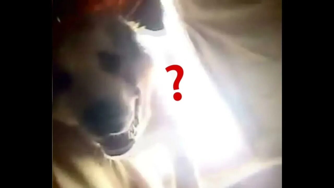 Голубь в воде. Голубь баря. Баря бабушка. Баря. Баря баря бабушка.