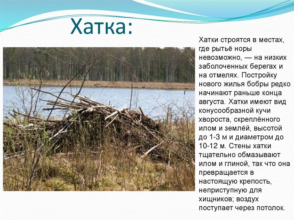 Значение бобра. Хатка бобра. бобровые хатки и плотины. хатки и плотины бобров. бобры строят хатки.