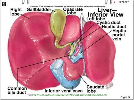 Gallbladder formula