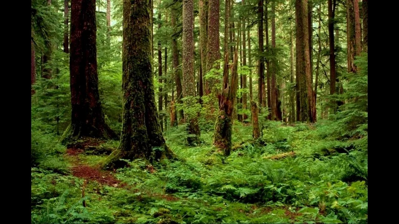 Мир леса фото Oregon Oregon forest, Oregon falls, Oregon nature