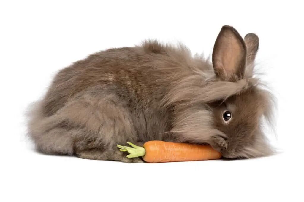 Rabbit is coming
