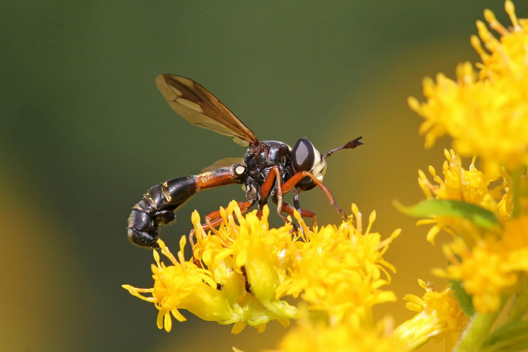 муха с шмелиным. муха шмель. комар муха шмель. овод пчела. муха шмель.