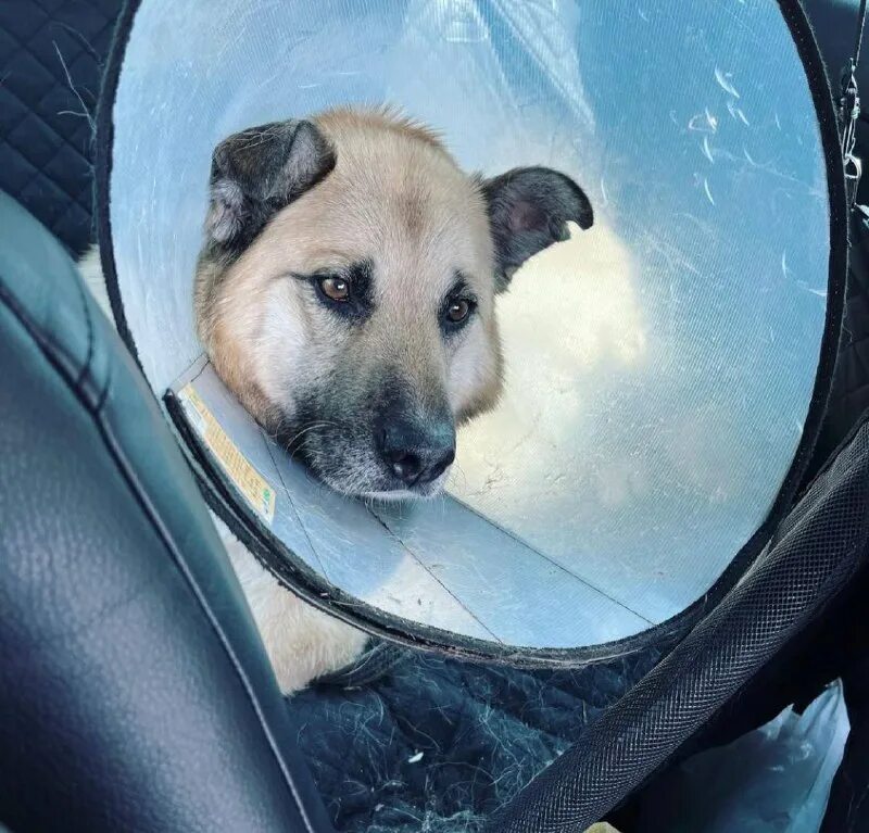 Позитивные фото для поднятия с собаками. Будни собака. Можно ли взрослые немецкой овчарки купаться в воде. Будни собака. Будни собака.