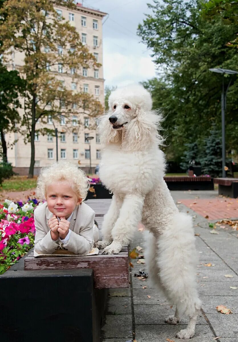 Пудель м. Королевский пудель. Королевский пудель маленький. Белый Королевский пудель. Пудель Юджин.